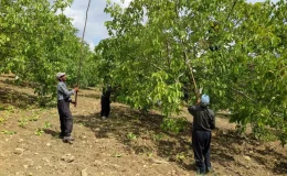 Kahramanmaraş’ta Ceviz İşleme ve Paketleme Tesisi Kuruldu