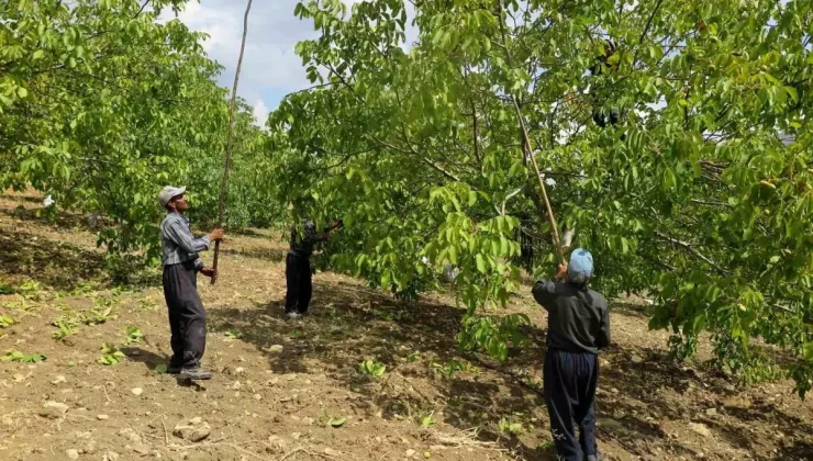 Kahramanmaraş’ta Ceviz İşleme ve Paketleme Tesisi Kuruldu